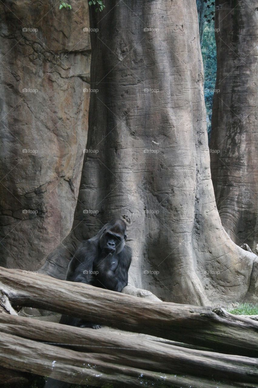 gorilla