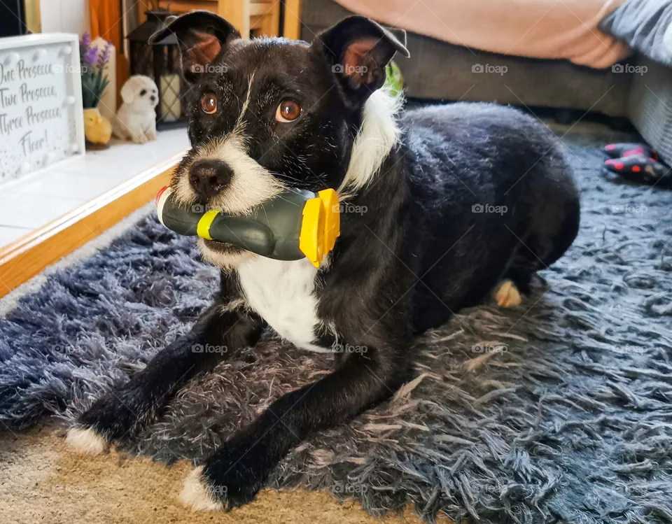 Spyro, a Staffordshire Bull Terrier ( aka Staffie ) cross Border Collie with his favourite squeaky Penguin toy lying on a carpet in the lounge