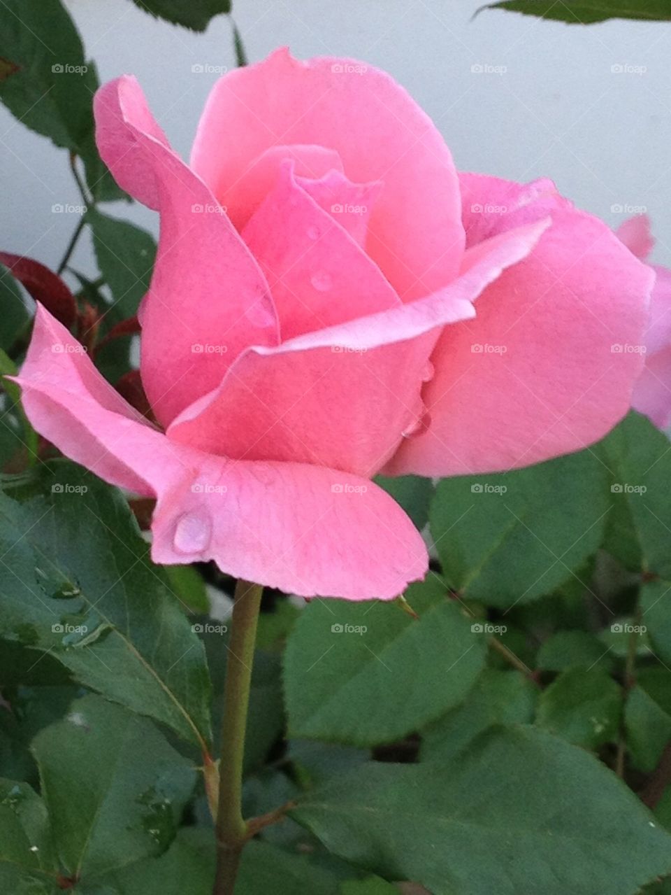 Pink antique rose