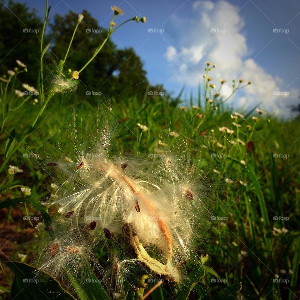 Milkweed seeds ready to fly