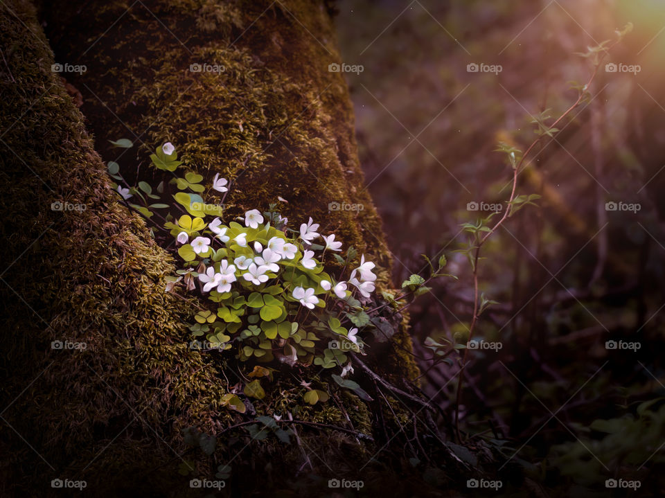 Moss. Spring. Plant.