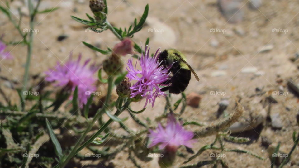 Bee on a wild flower by rivers edge