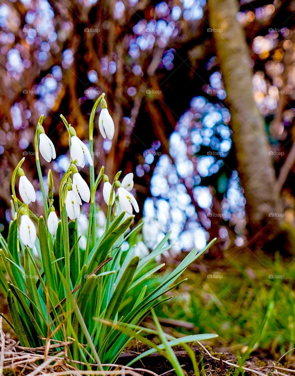 Snowdrop flowers brighten a shady old forest 