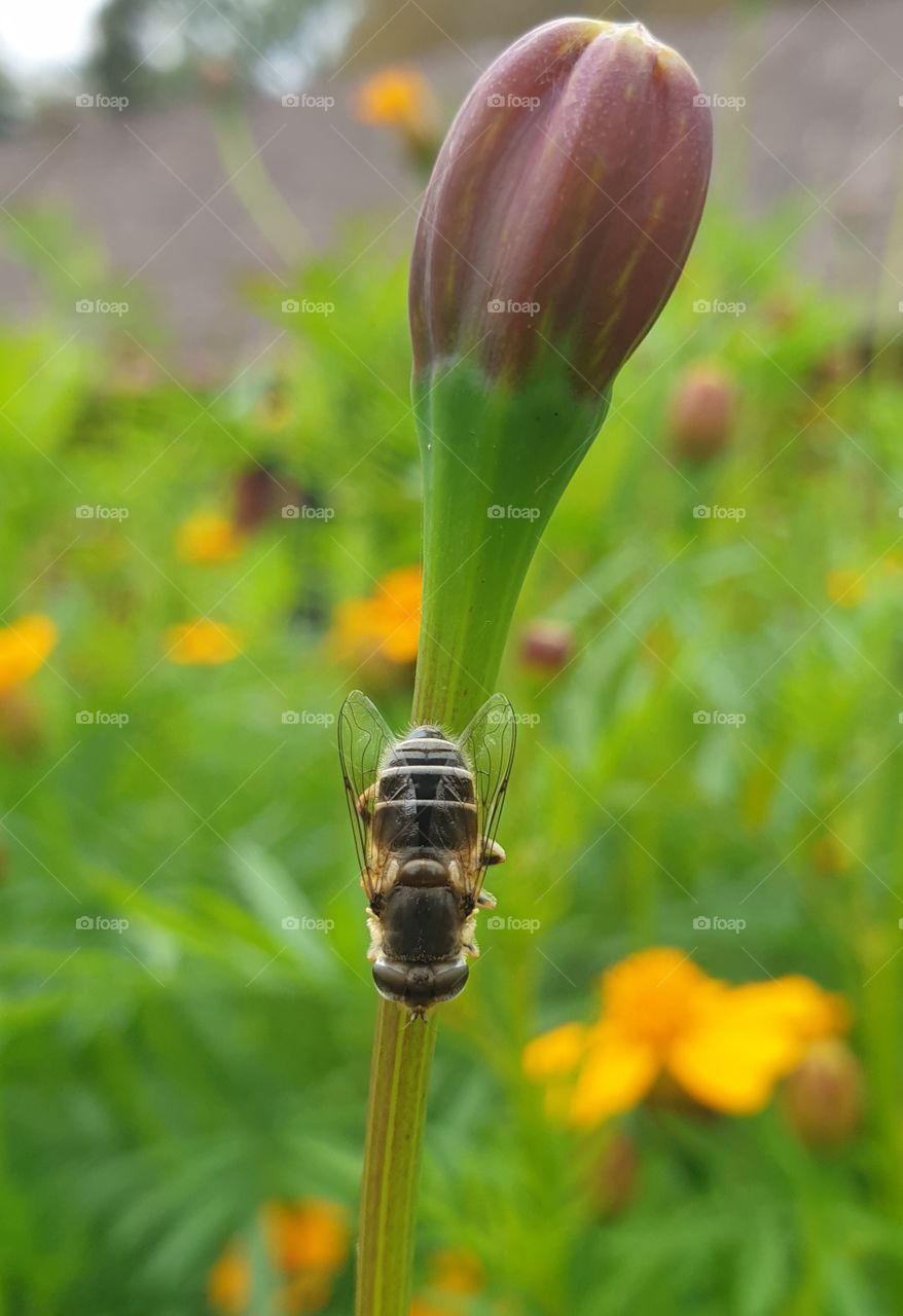 An insect on a stem. Closeup.