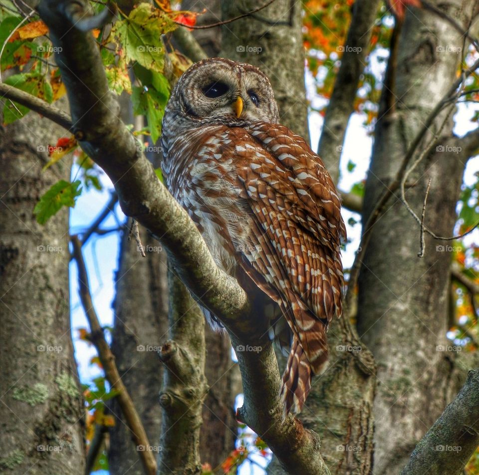 Owl Plum Island Mass USA