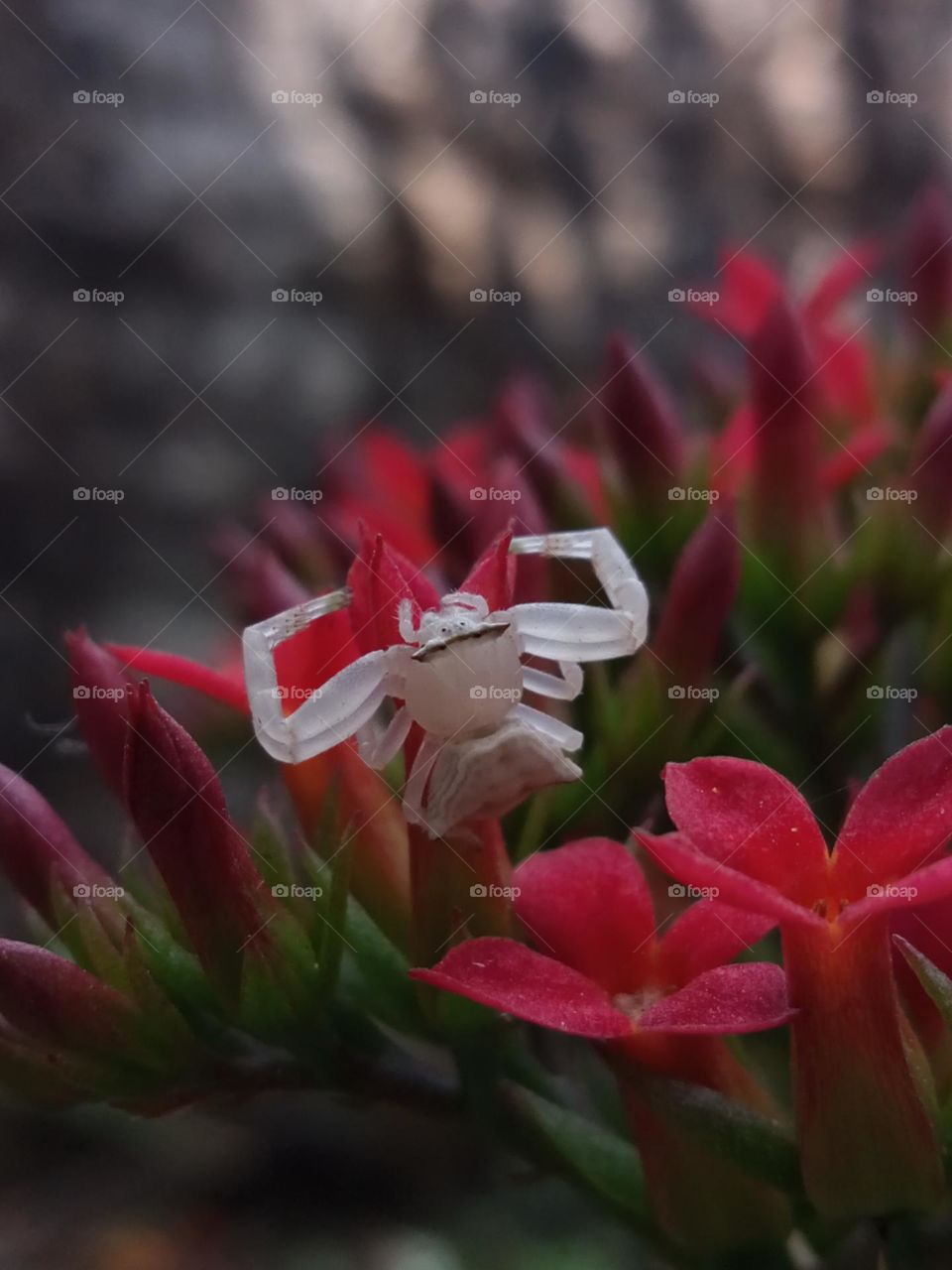 A macro pic o white spider