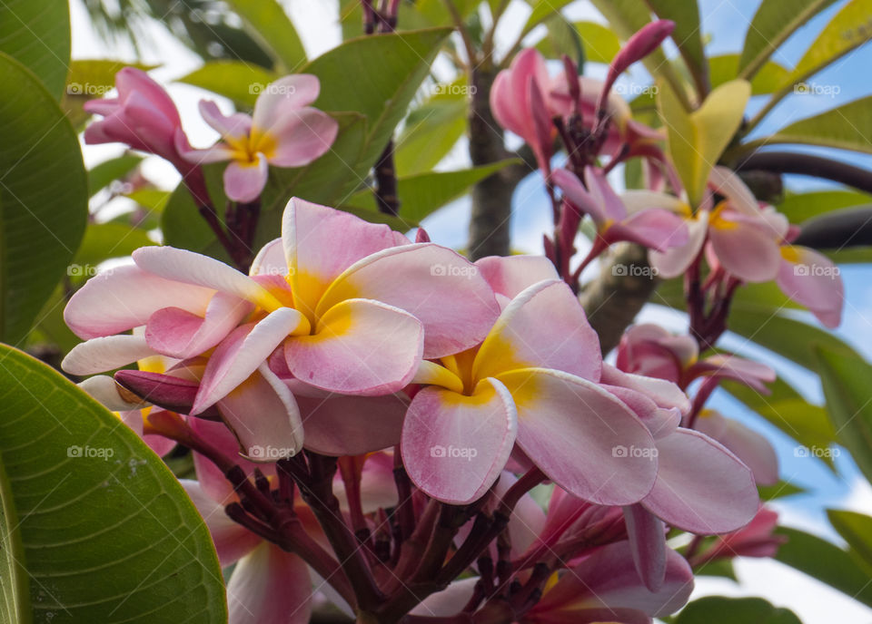 Pink and yellow Hawai‘i an plumeria 