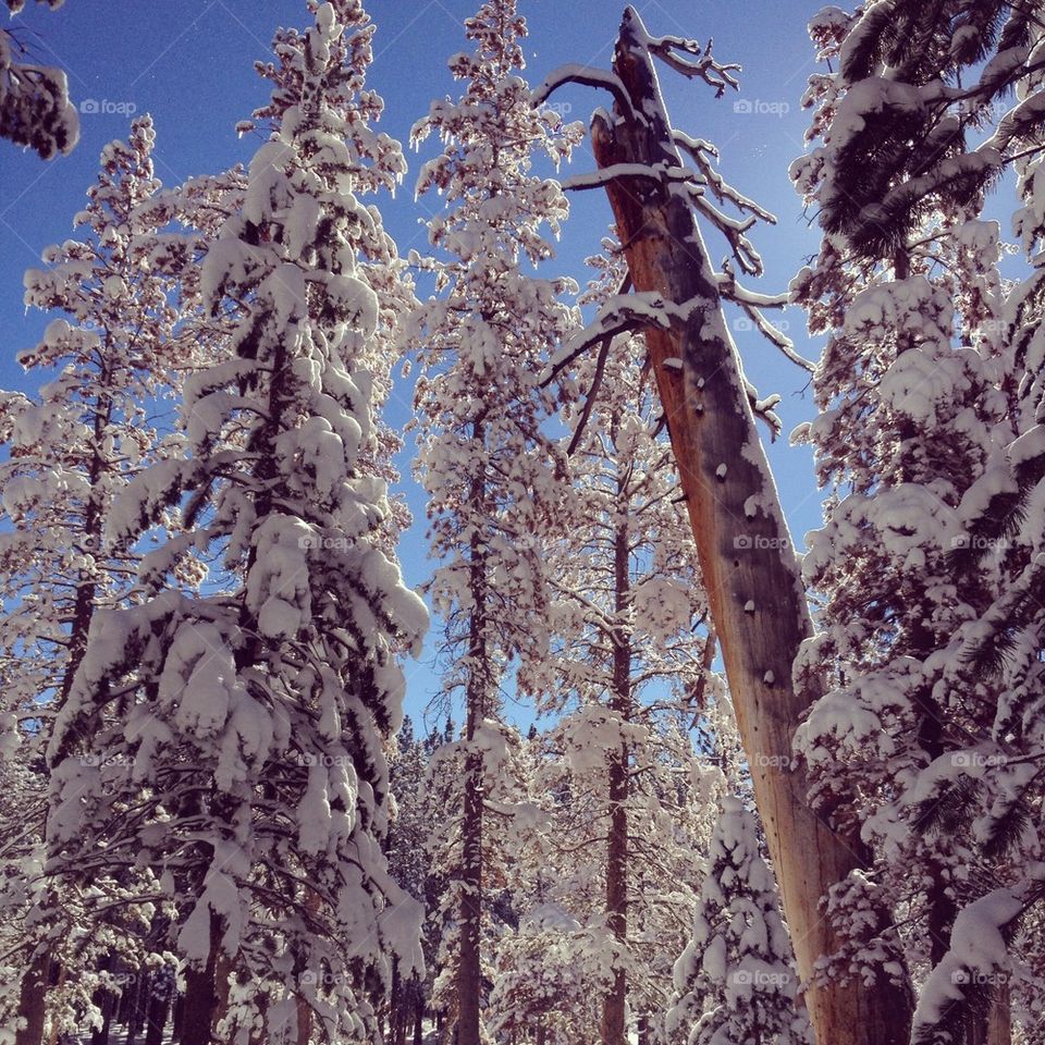 Snowy trees