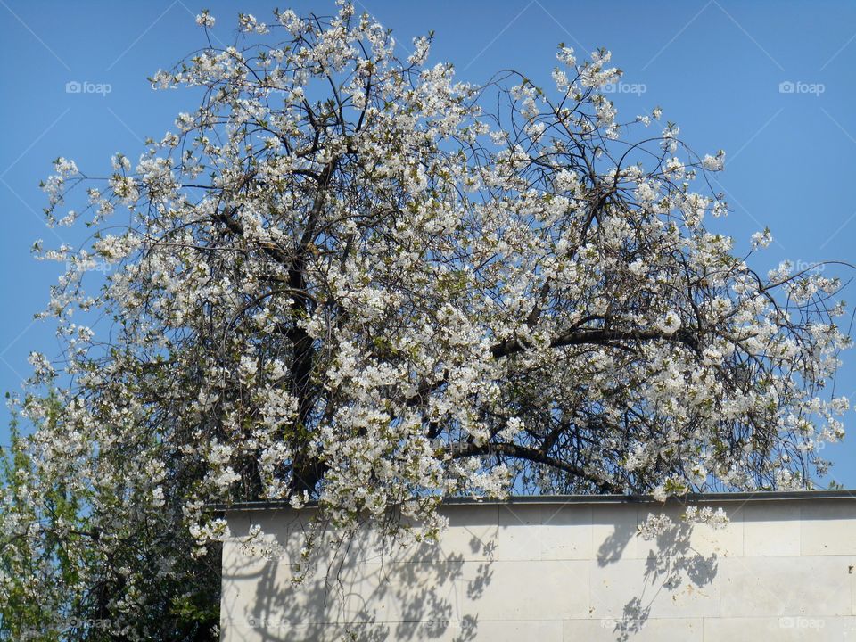 Tree, Branch, Season, Landscape, Cherry