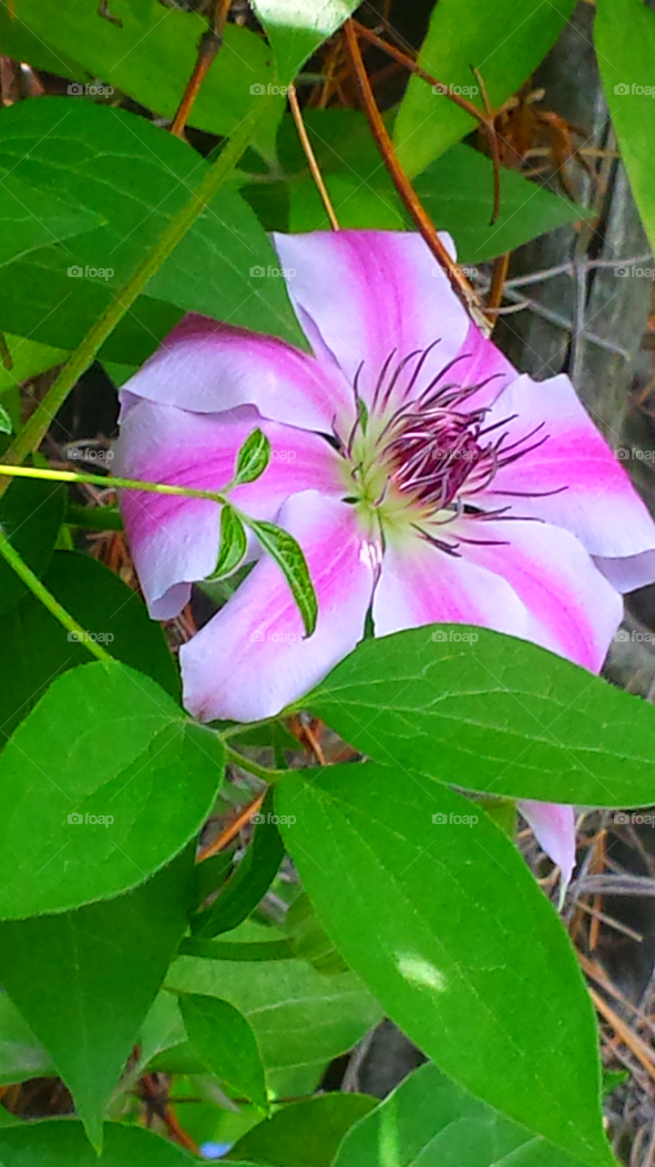 Pink & White Flowers