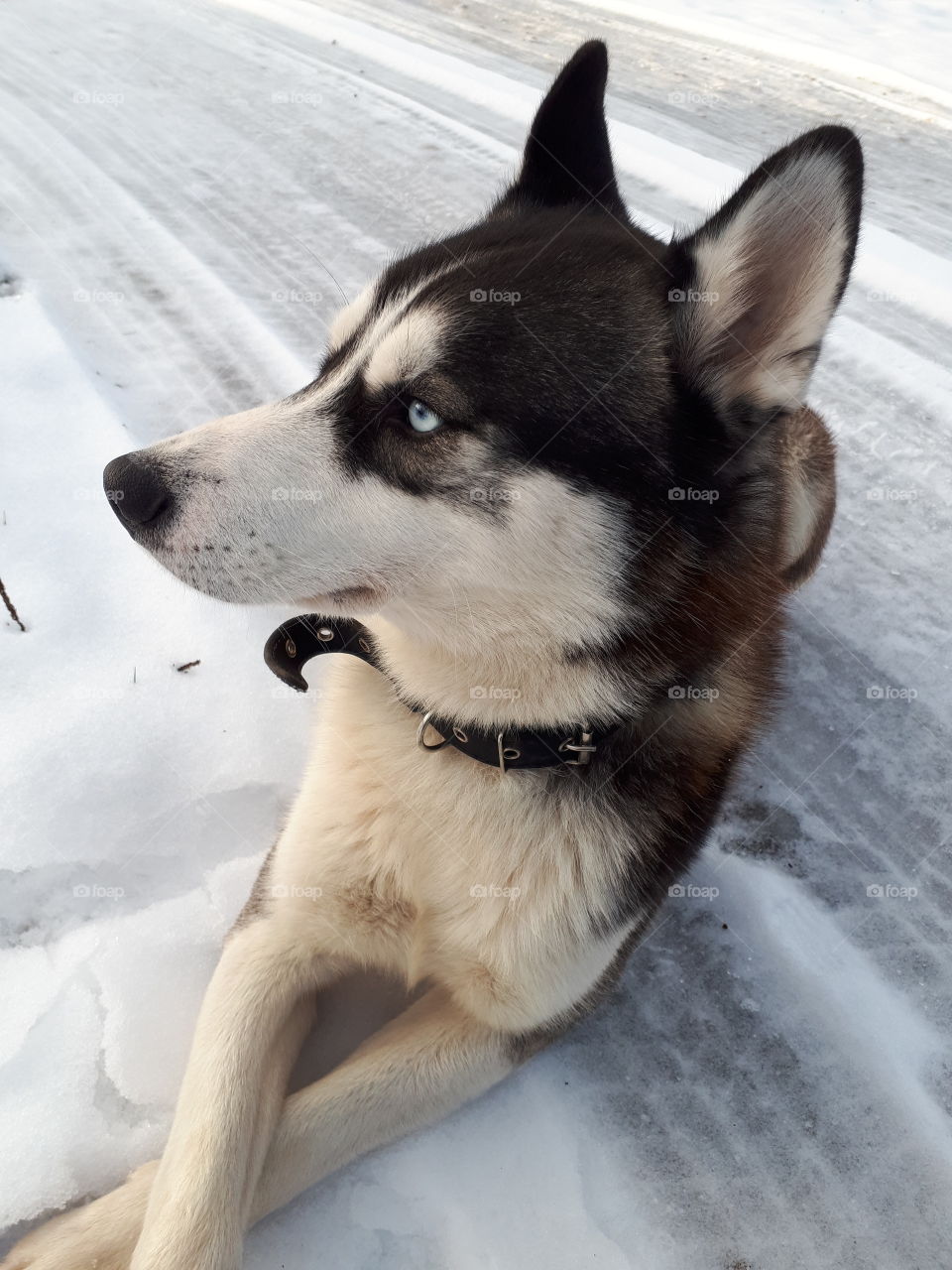 Siberian husky enjoying the winter