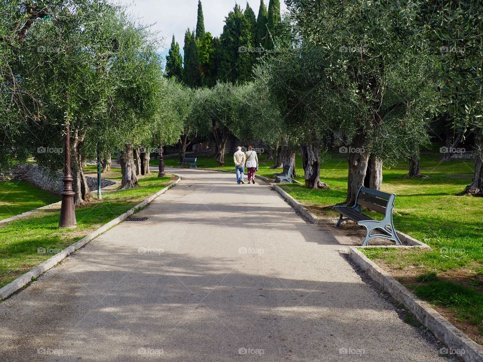 Olive trees and an elderly couple walking down an alley in the park in Cimiez, Nice, France.