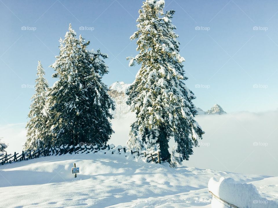 winter landscape. snow covered trees