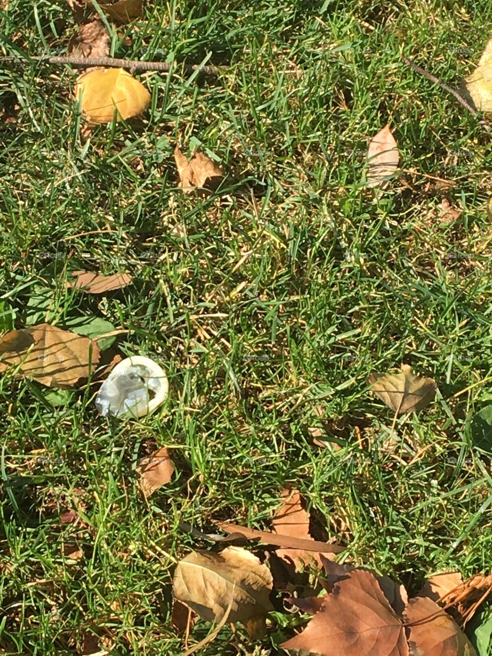 Condom on the grass