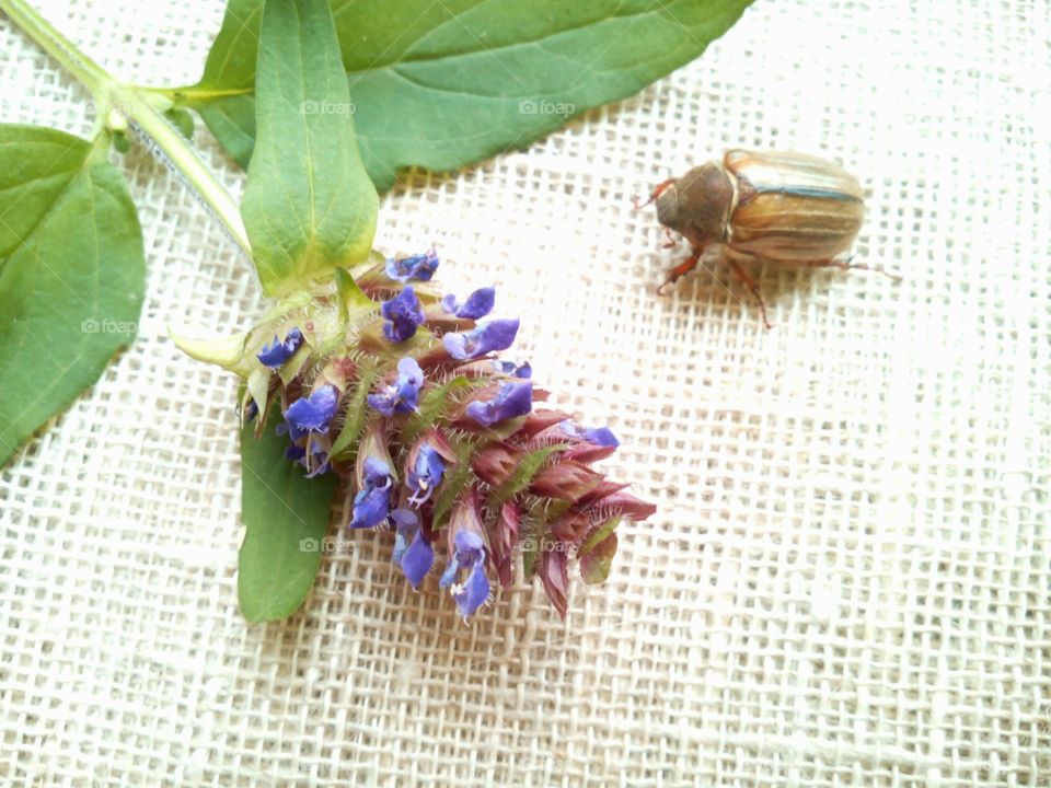 Nature, Closeup, Flower, Flora, Food