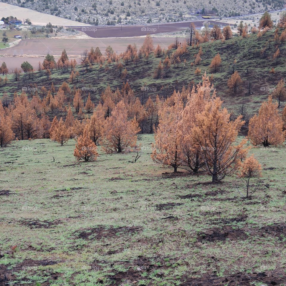 Wild grasses on a hillside began to grow again in spring contrasting with the juniper trees that are orange due to a fire the previous year. 