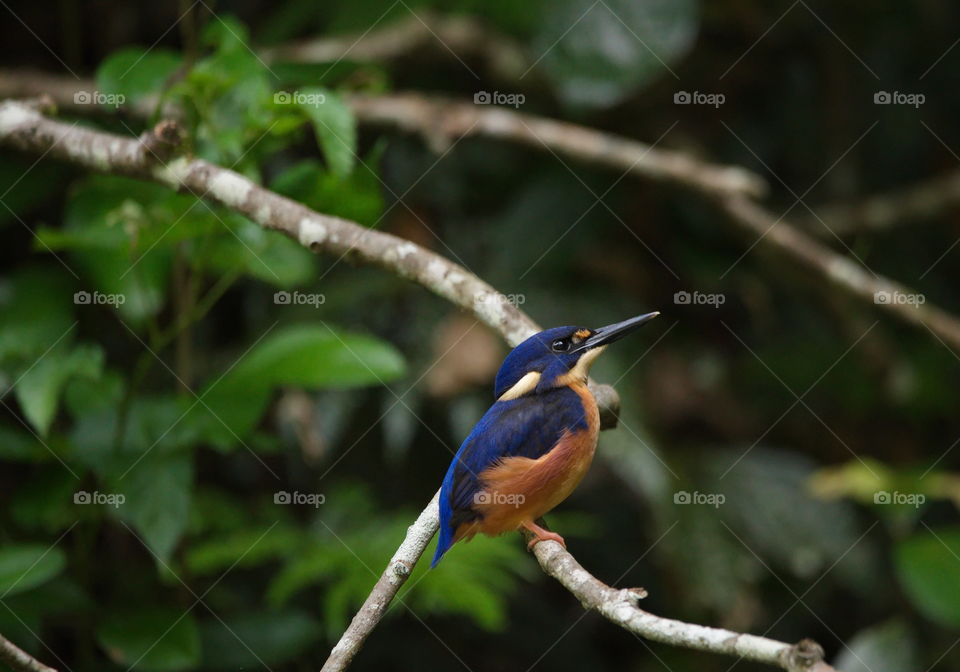  Azure Kingfisher
