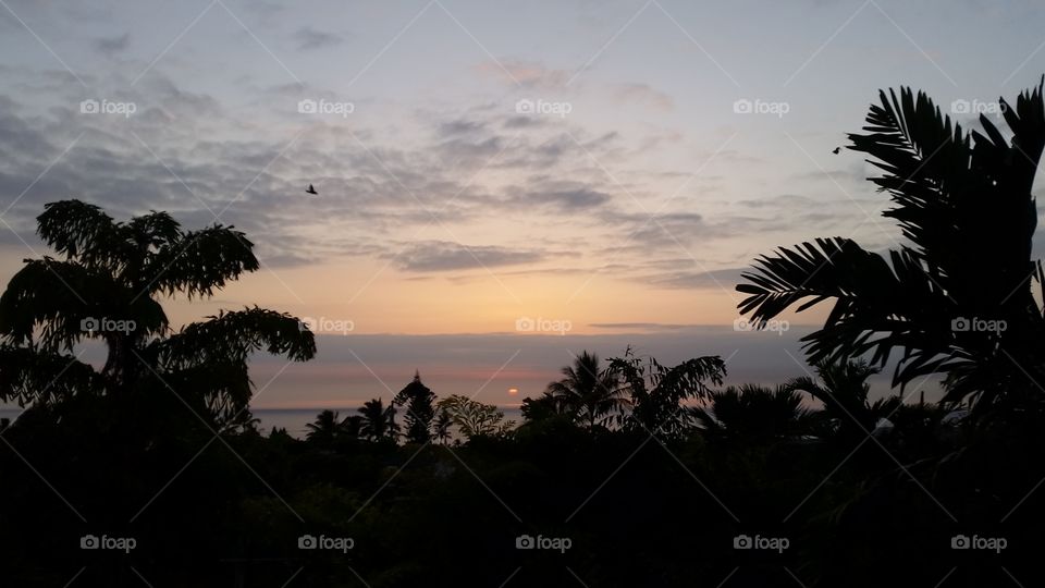 a bird flies at sunset