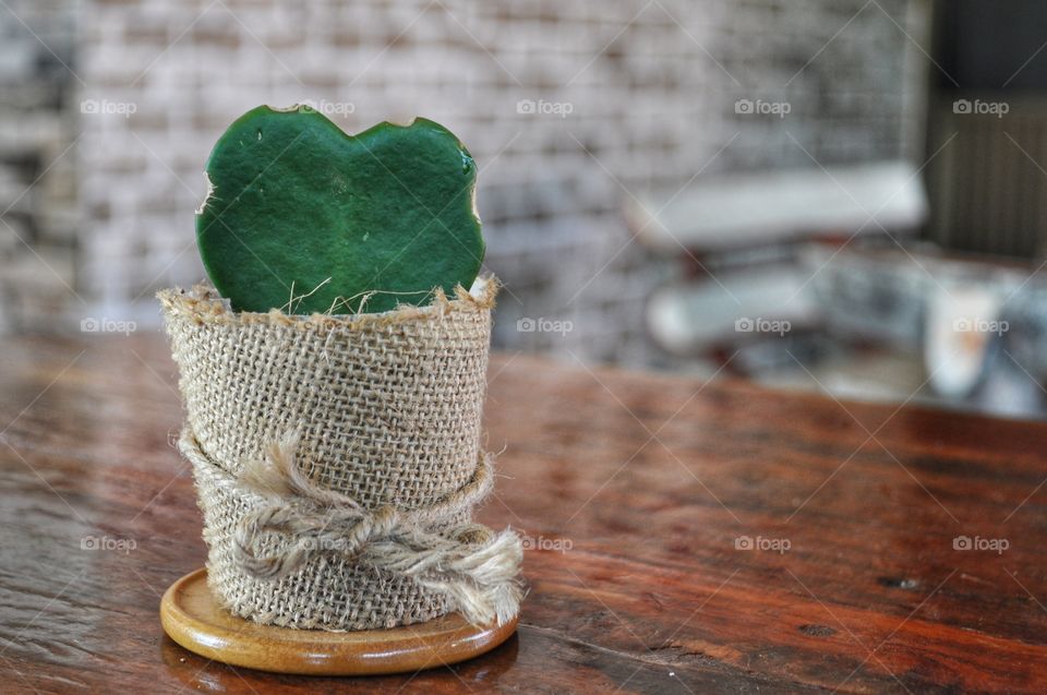 Heart-shaped small cactus on brown wooden table