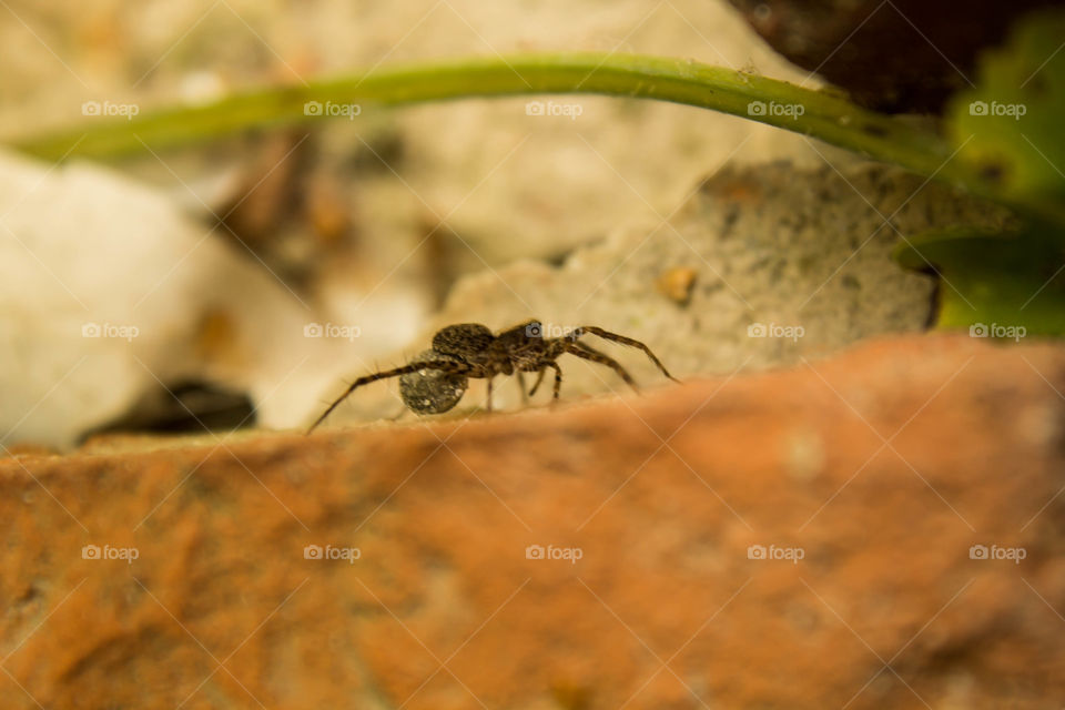 arachnid hunting at morning