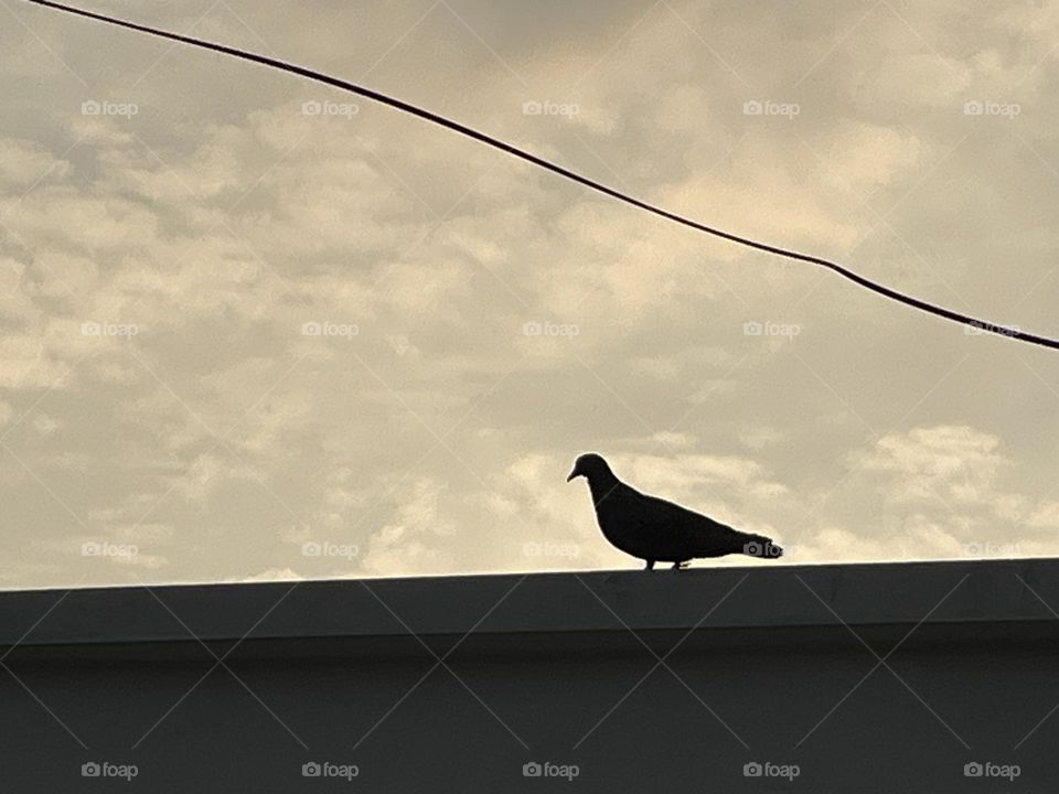  🐦🐝 Birds  & Bees - Nature in Motion.