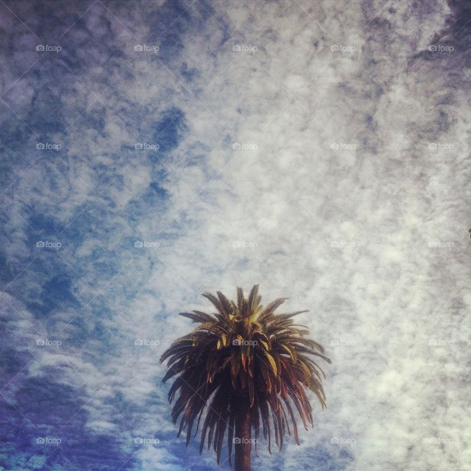 Palm tree clouds 