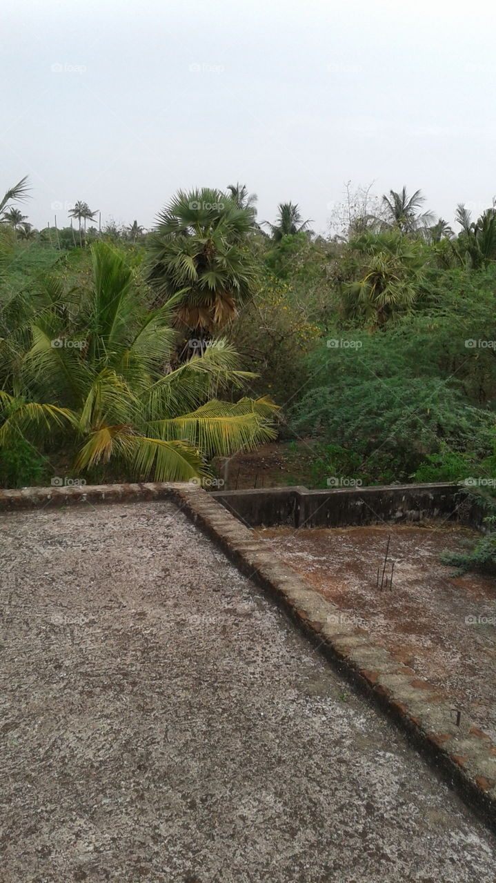 coconut tree in terrace