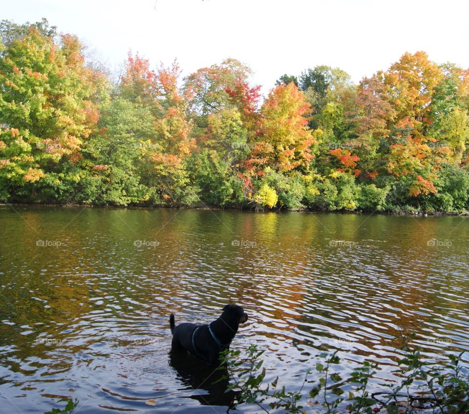 Jake will not stay out of the water and loves fall!! This is in north Michigan 