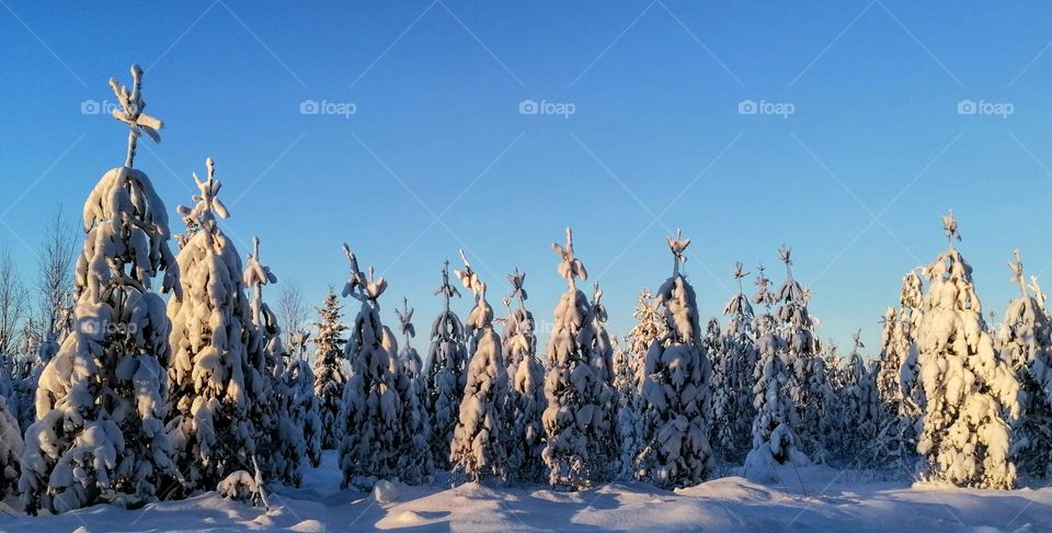 Snowy trees