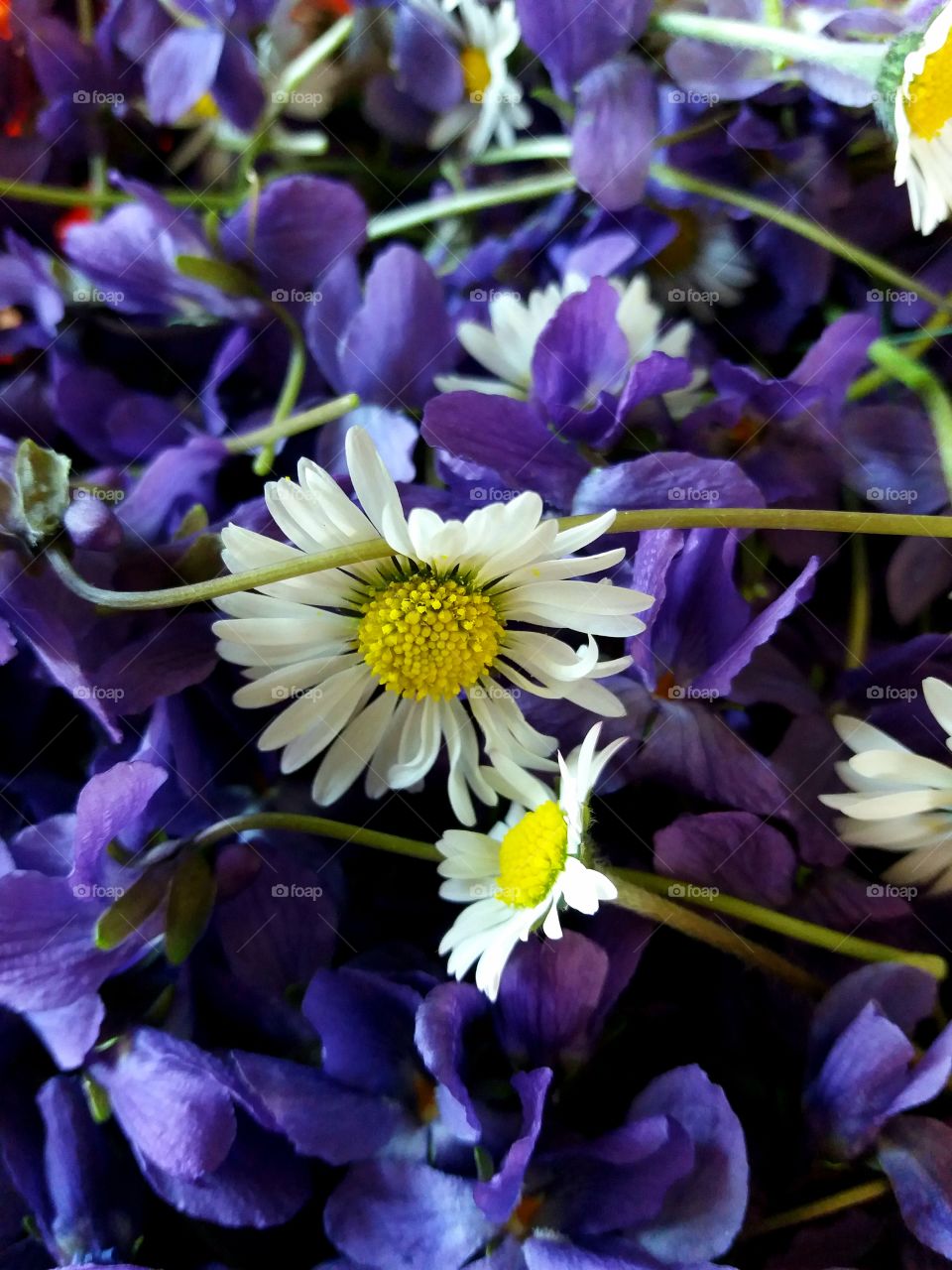 wild garten flowers