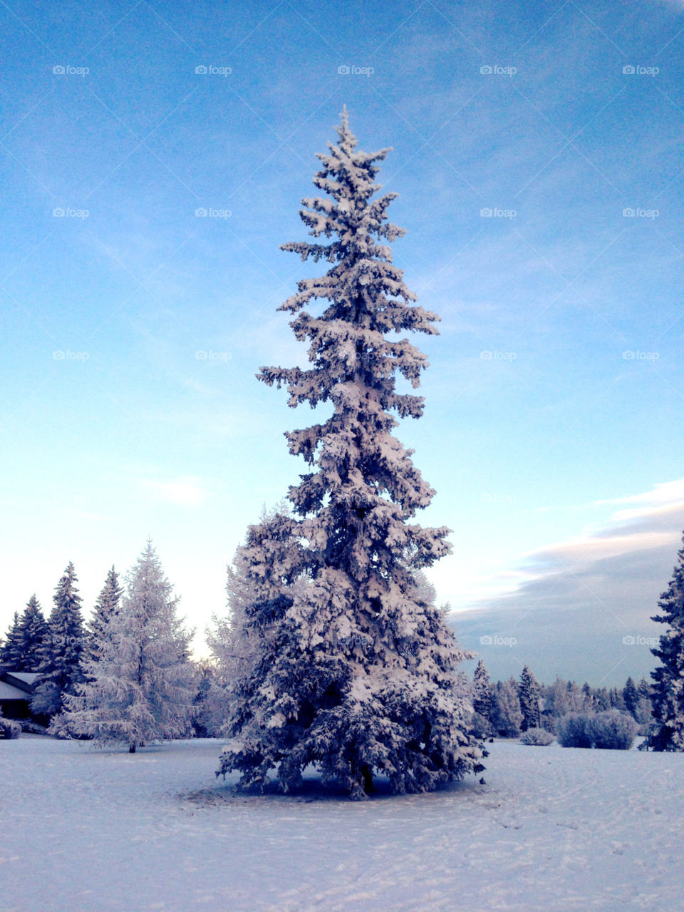 snow winter landscape tree by redrock