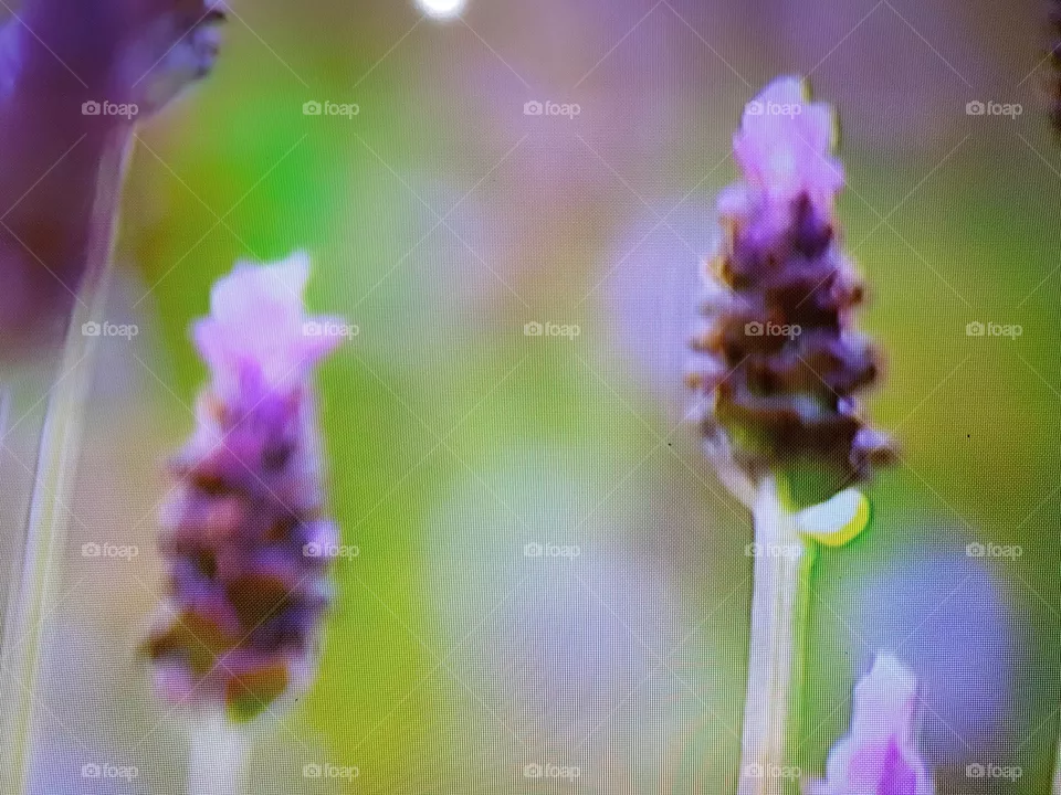 Lavanda