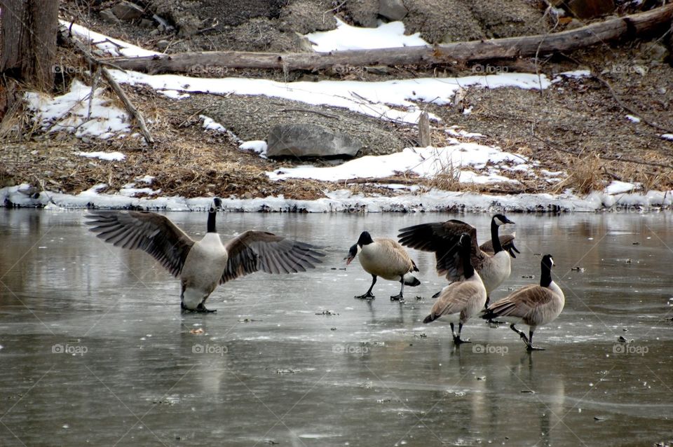 The geese are noisy and edgy as they honk at each other and flap their wings.  