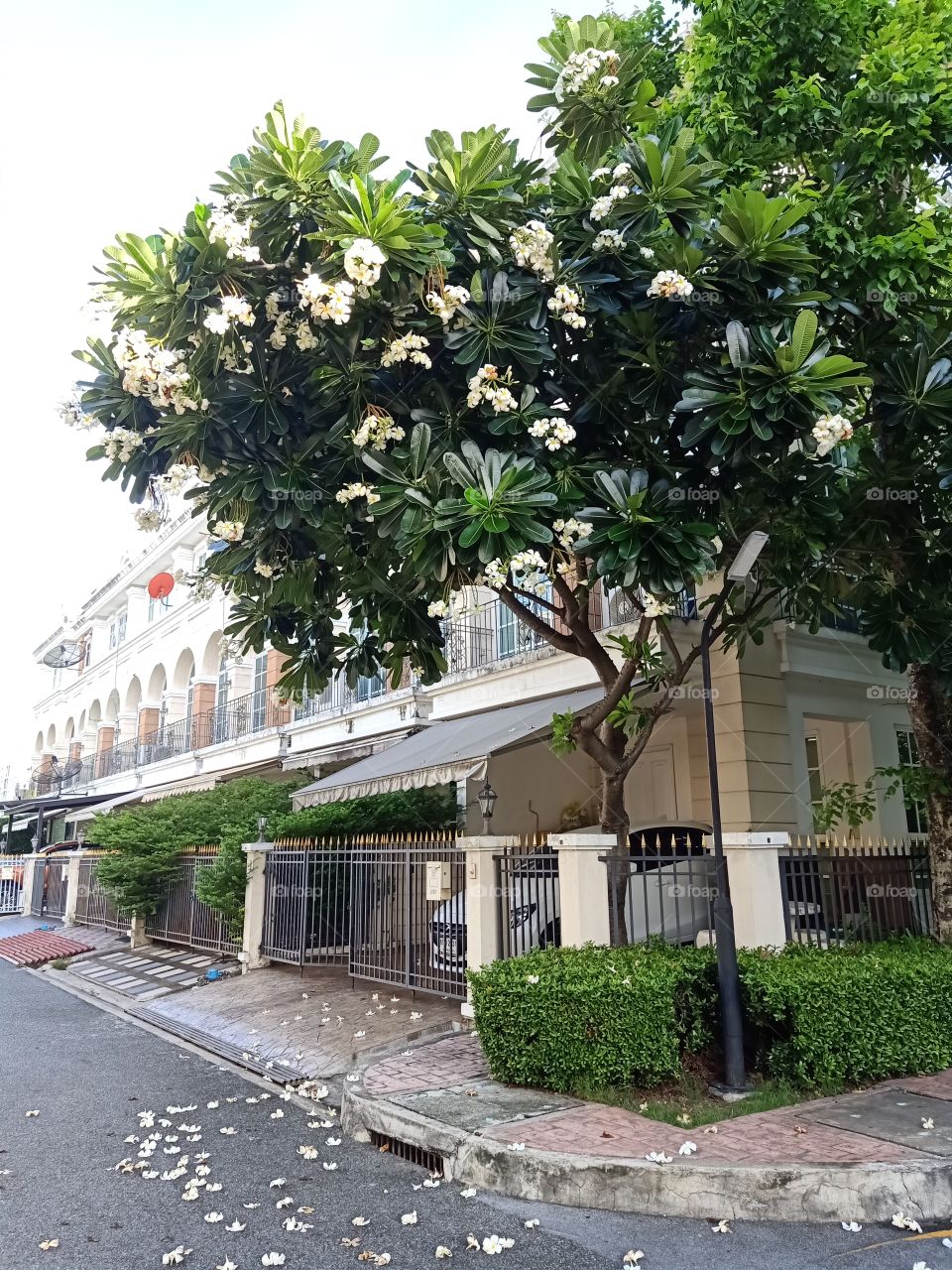 Plumeria in the village