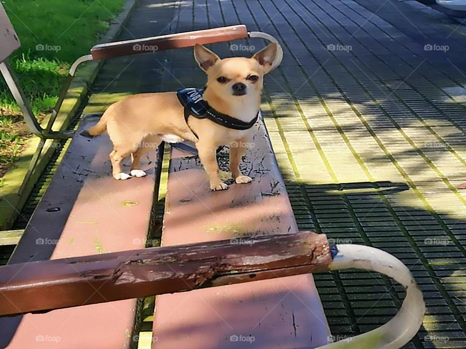 adult Chihuahua dog resting on a bench