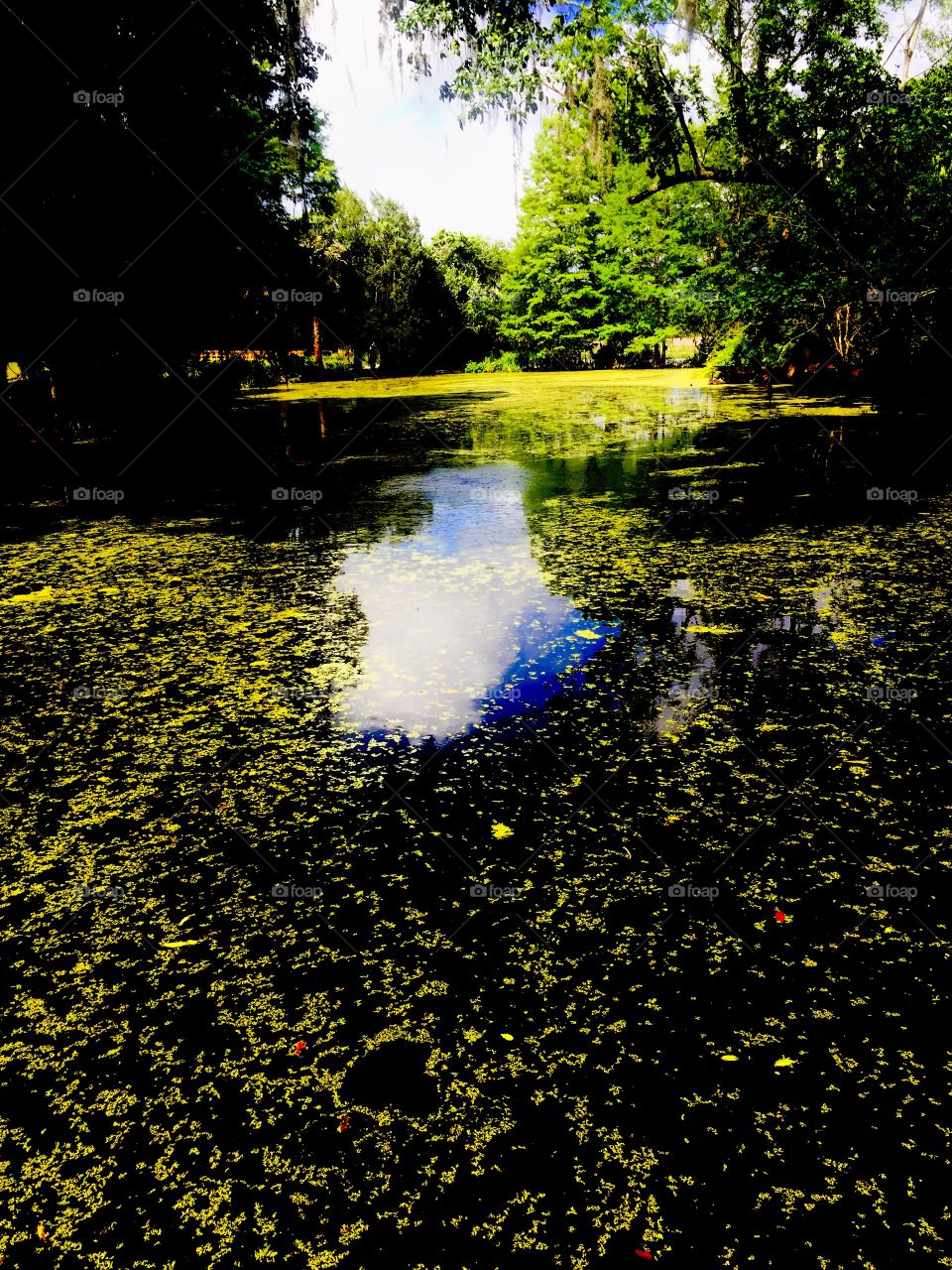 Algae filled pond