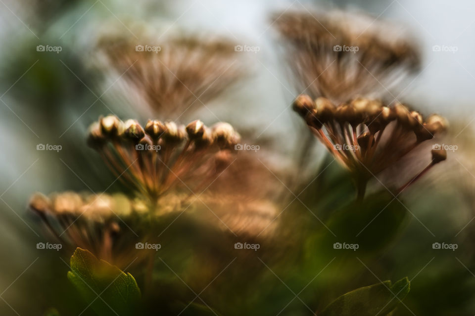 Dry Flowers