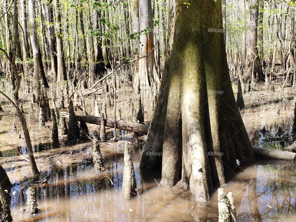 Congaree marsh