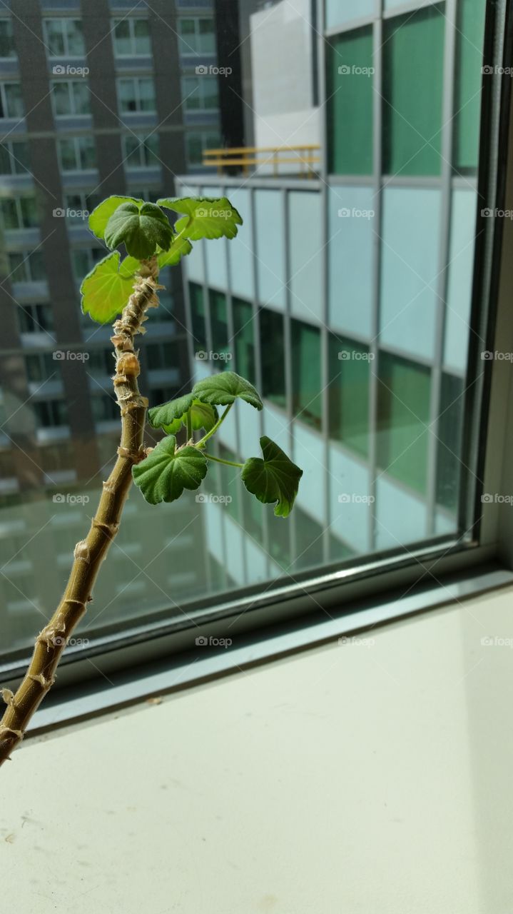 Window, Indoors, No Person, Leaf, House