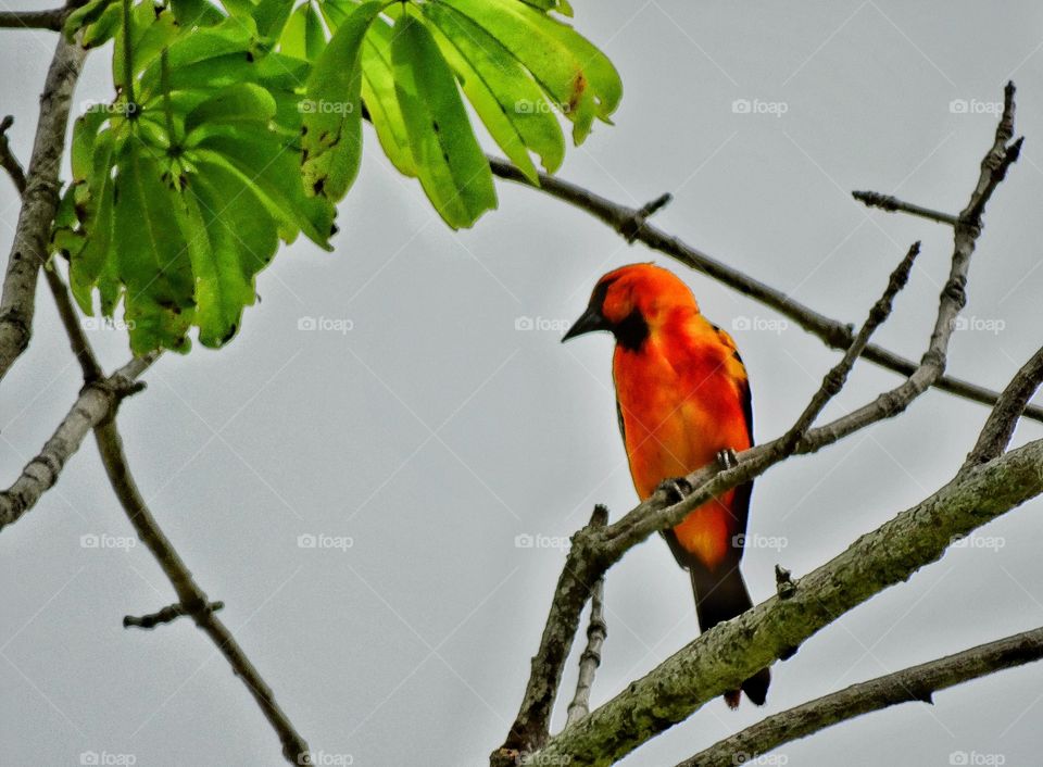 Colorful Tropical Bird. Hooded Oriole Perched In A Tree In The Yucatán Jungle
