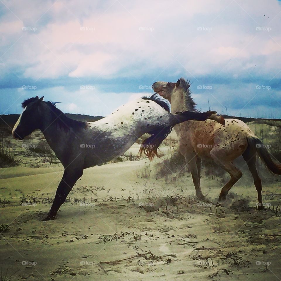 Wild horse fight 