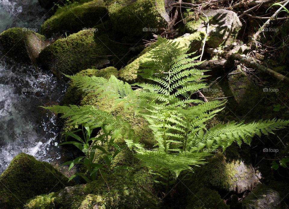 A wild fern plant highlighted by sun peaking through thick forests on the rocky banks of a rapid flowing creek in Western Oregon on a sunny spring day. 