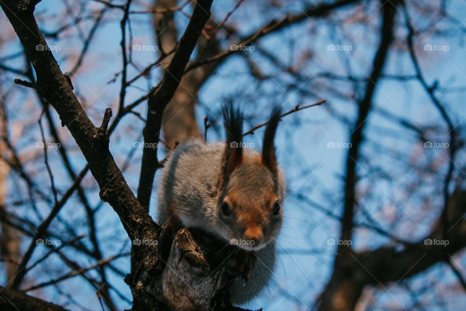 Adorable squirrel who loves to be photographed