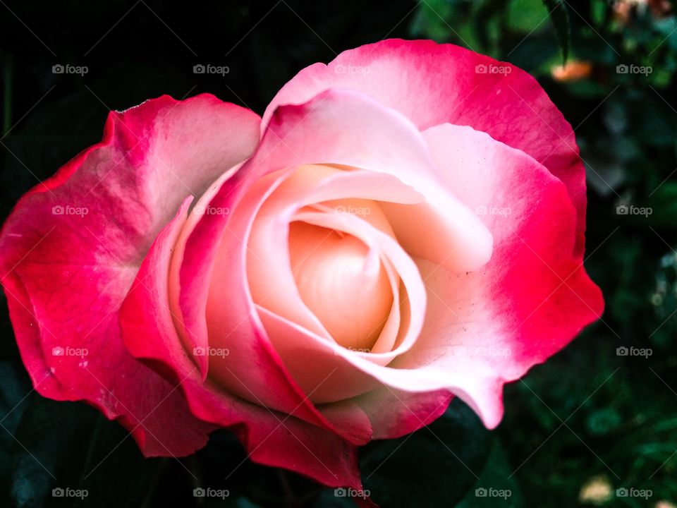 macro rose