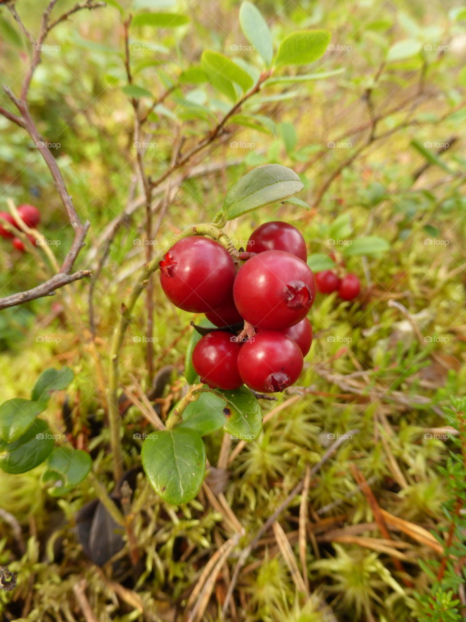 Close up of lingon berry