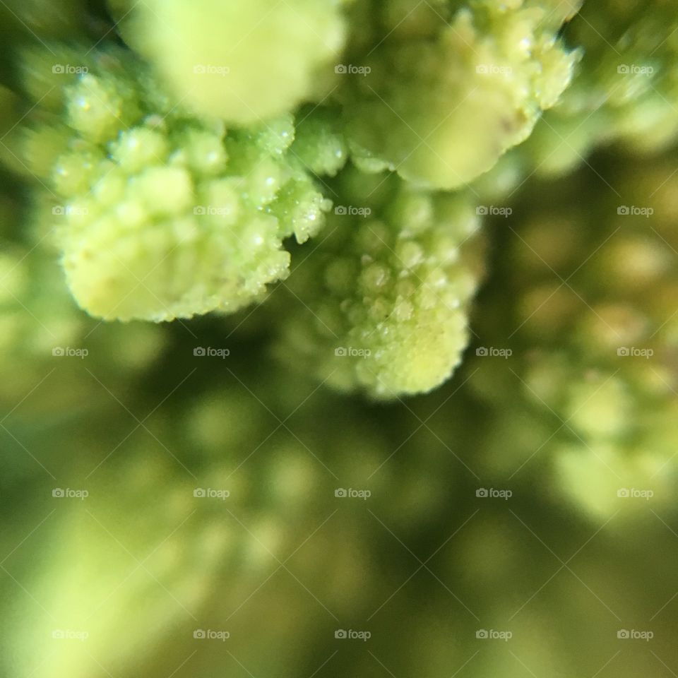 Leaf, Nature, Flora, No Person, Drop