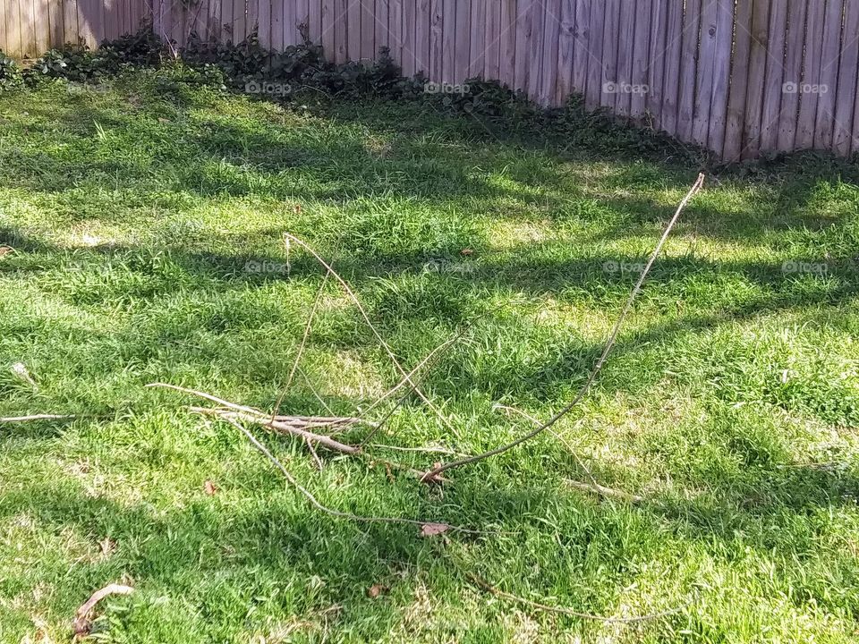 sunlight on a backyard