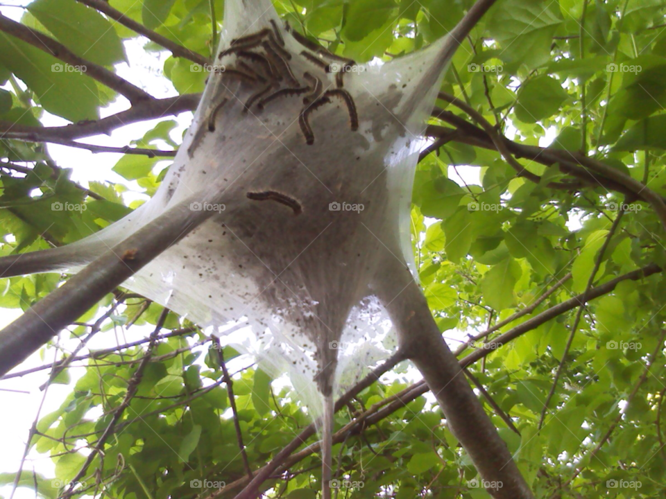 tree branches spider web larvae by michaella