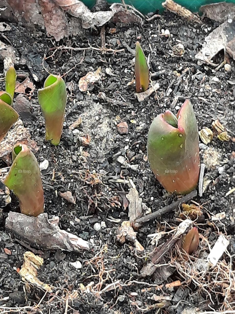 fresh shoots of tulips at the end of winter