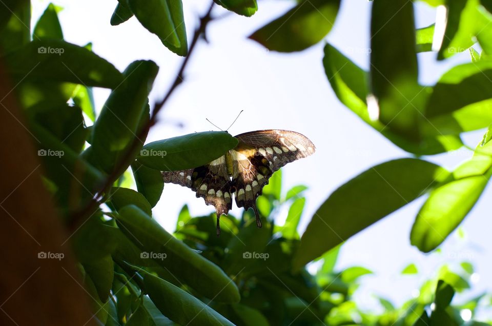 Sunlight through a butterfly's wings